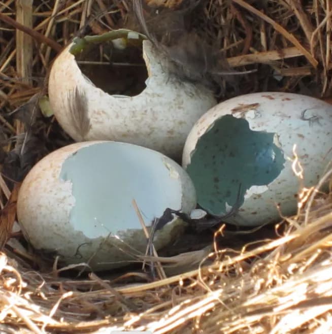 Redefining Empty Nest Syndrome